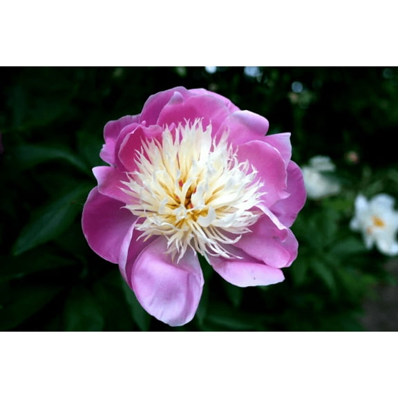 Peony "Bowl of Beauty" BAREROOT Paeonia lactiflora