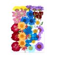 thumbnail image 1 of Dried Flowers Set Scrapbooking Decorating Real Flower Decal Handicraft Pressed Specimen Filling Pressed Specimen Label for Makeup Phone Use Type 8, 1 of 6