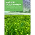 thumbnail image 5 of TeeLux Matcha Green Tea Powder, First Harvest Culinary Grade Matcha Single Serve Packets, 50 Count, 5 of 9