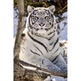 thumbnail image 1 of Design Pics DPI2054200 White Bengal Tiger Forestry Farm Saskatoon Saskatchewan Poster Print, 11 x 17, 1 of 1