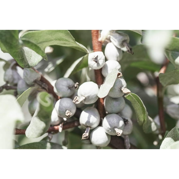 10 AMERICAN SILVERBERRY Elaeagnus Commutata aka Wolf Willow Wolfberry Wild Olive Berry Fruit Shrub Seeds