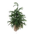 thumbnail image 1 of Árbol De Navidad Artificial, Mini Pino De Navidad Asamblea Rápida Y Almacenamiento Mini Xmas Pine Tree Taplap Centerpiec Para Casas Decoración De La Mesa De Comedor Interior, 1 of 7