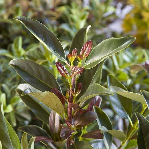 Southern Living Plants Coppertop Sweet Viburnum Evergreen Shrub 2.5 Qt