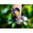 thumbnail image 2 of Friel, Bernard 32x25 White Modern Wood Framed Museum Art Print Titled - Florida-Immokalee-Midney Home-Painted Bunting, 2 of 4