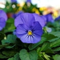 thumbnail image 3 of Expert Gardener 4-pack Blue Purple Viola Annual Flowers Outdoor Live Plants Full Sun, 3 of 5