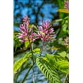thumbnail image 2 of Engelbrecht, Lisa S. 11x14 Black Ornate Wood Framed with Double Matting Museum Art Print Titled - Firespike plant, 2 of 4