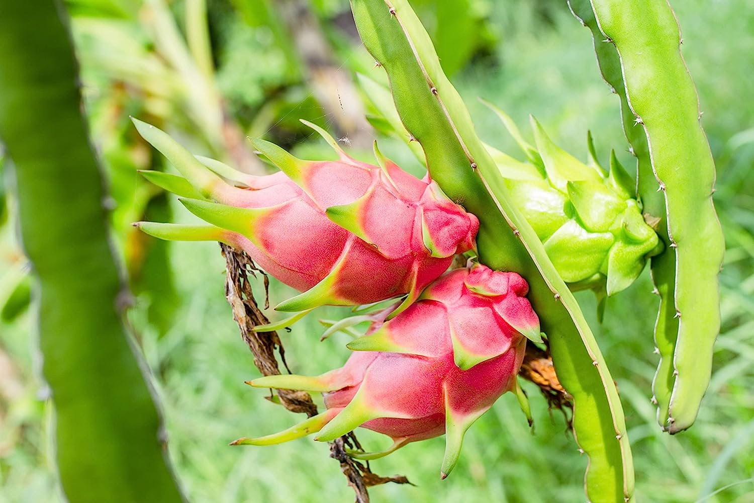 Dragon Fruit Tree On a Trellis - Live Plant in a 3 Gallon Pot - Hyloce –  Wekiva Foliage