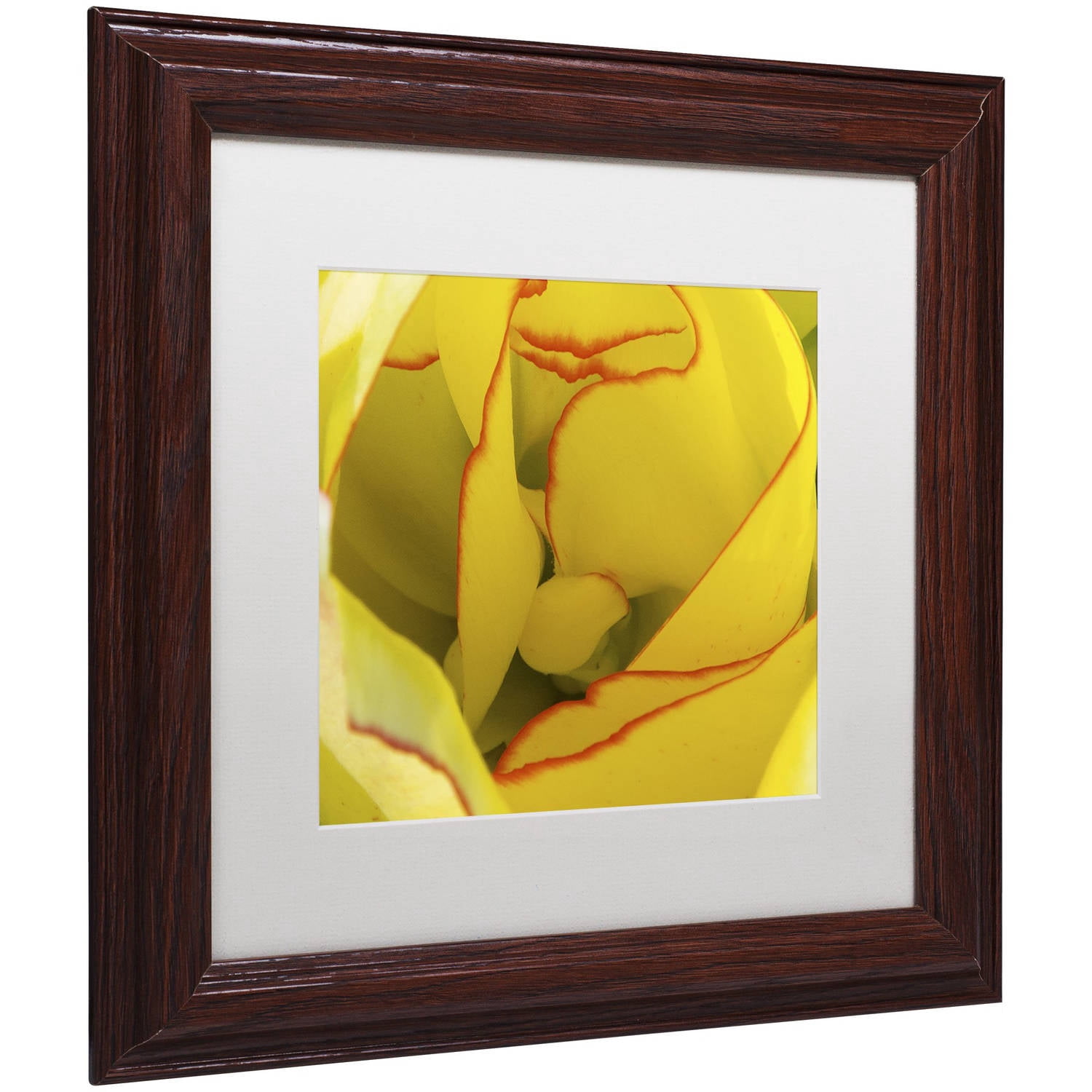 Trademark Fine Art "Inside a Beautiful Tulip" Canvas Art by Kurt Shaffer, White Matte, Wood Frame