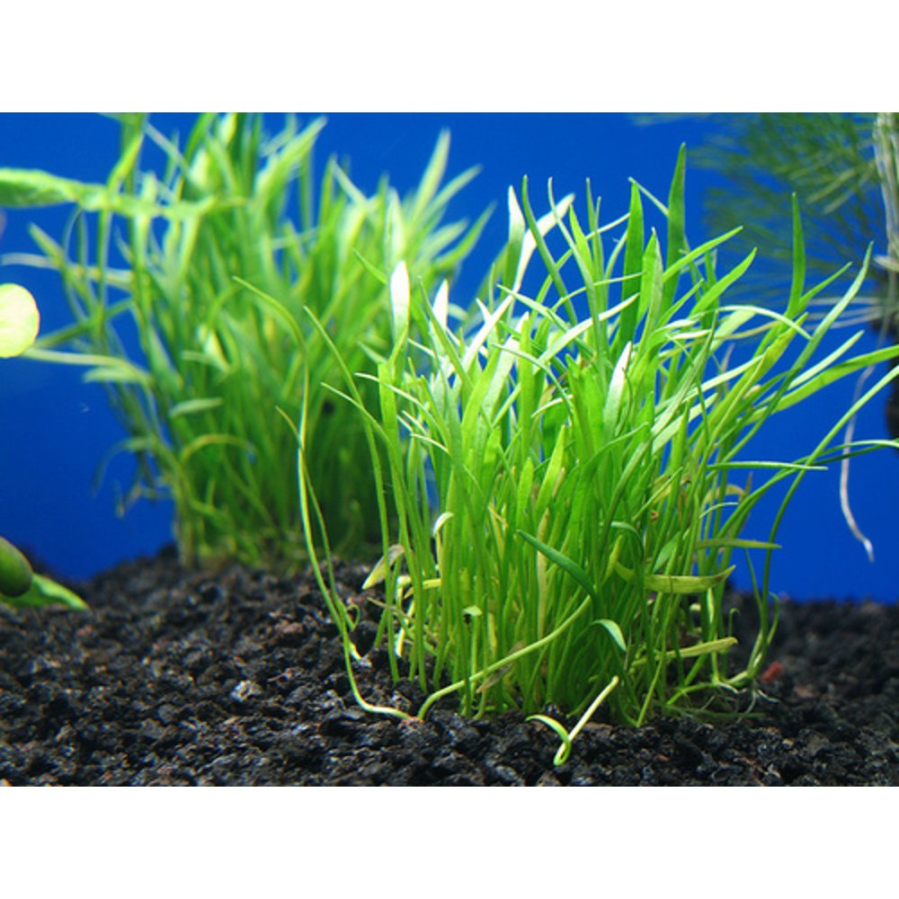 Micro Sword Freshwater Live Foreground Aquarium Plant