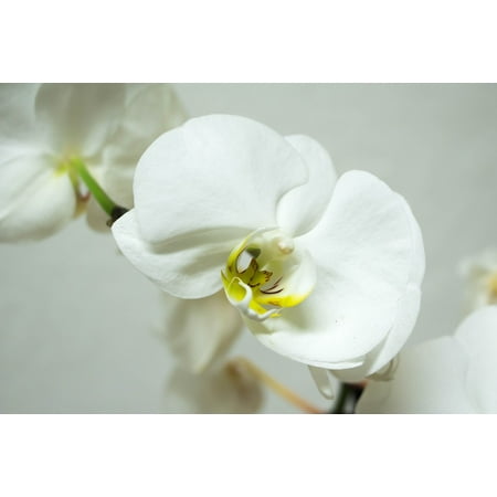- Peel-n-Stick Poster of Orchid Beauty Bloom Tropical Blossom Phalaenopsis Poster 24x16 Adhesive Sticker Poster Print