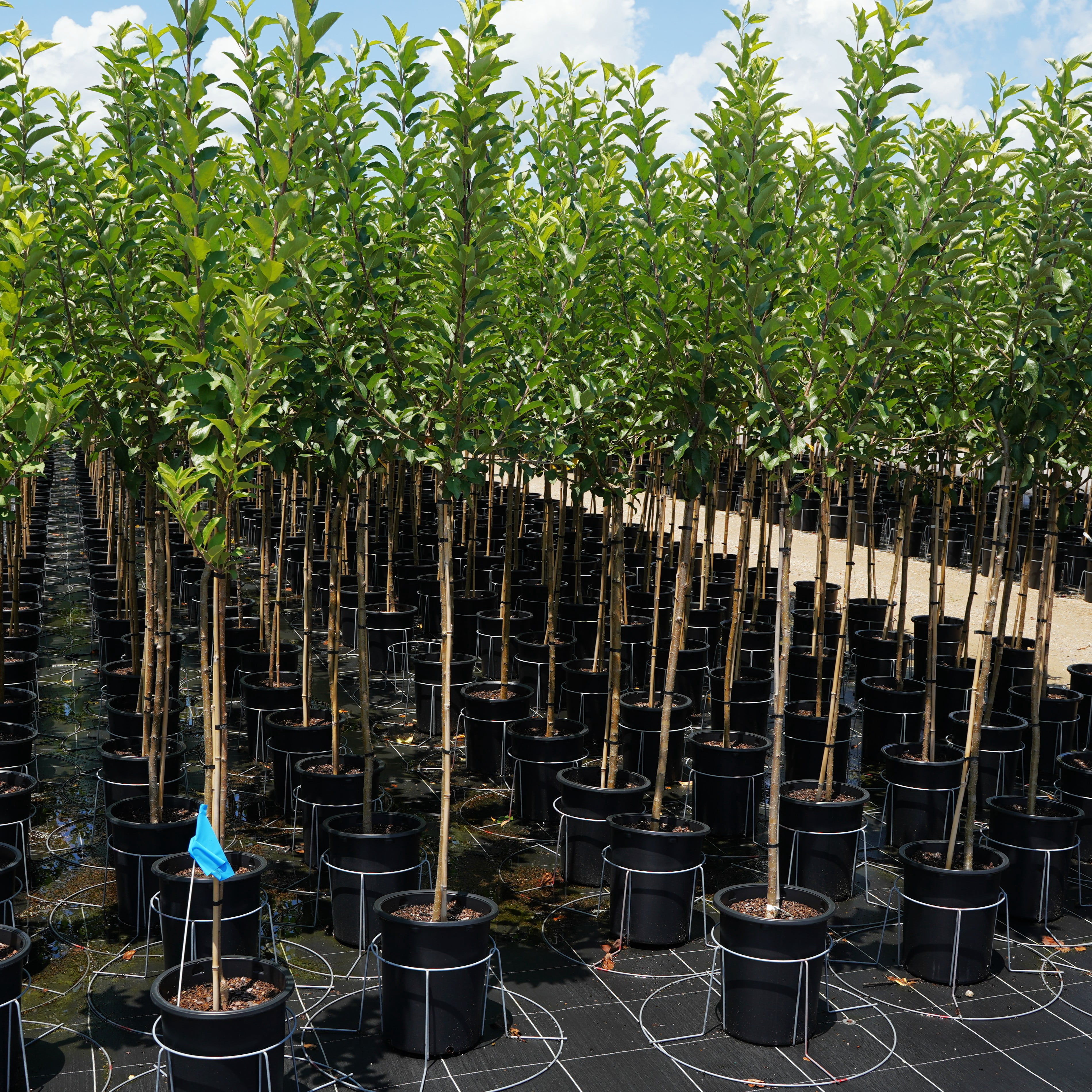 Expert Gardener Gala Apple Live Tree, 3.25 Gallon