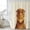 Brown, variant on Brown Dinosaurs Shower Curtain, Waterproof Shower Curtains for Bathroom, Funny Animals Modern Art Washable Fabric Bathtub Curtain Set Bath Decor with 12 Hooks Standard 72"x72"