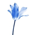 thumbnail image 3 of Schell, Jennie Marie 20x24 Black Modern Framed Museum Art Print Titled - Blue Tulip Flower, 3 of 5