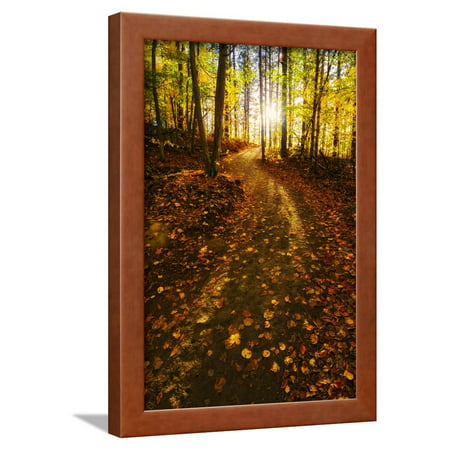 Sunlight Path in A Fall Forest Framed Print Wall Art By SHS