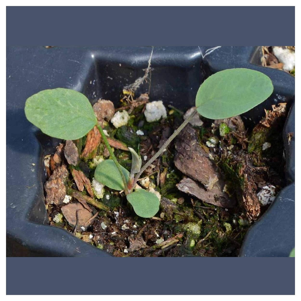 Everwilde Farms - 1 lb Utah Sweetvetch Native Wildflower Seeds - Gold Vault Bulk Seed Packet