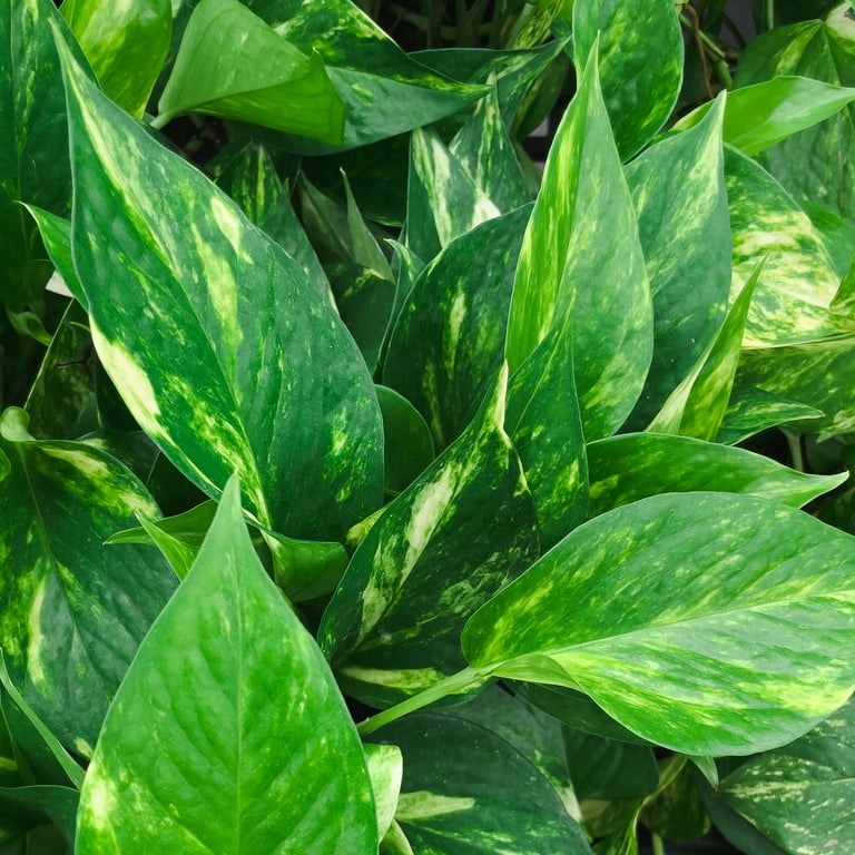 Live Golden Pothos Plant - Easy Indoor Plant - 4" Eco Pot - Natural