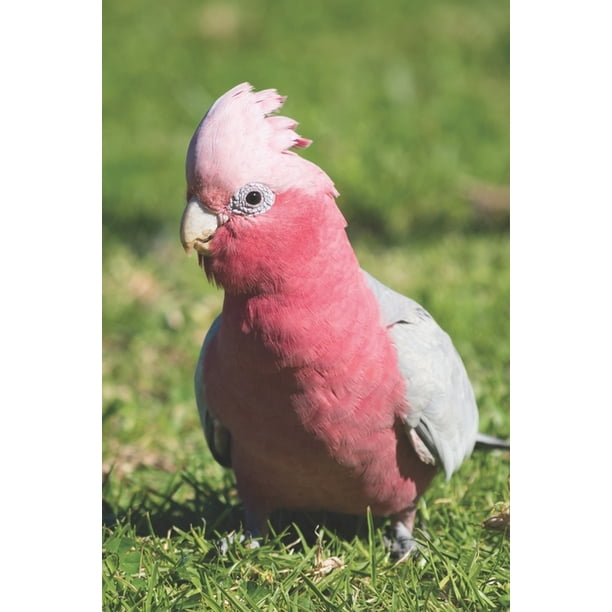 Rosakakadu Kalender Jahresplaner Terminplaner Vogel Papagei Din A5 Geschenk Australien Reise Walmart Com Walmart Com
