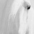 thumbnail image 3 of Masterpiece Art Gallery Natural Blonde Horse by Belle Maison Canvas Photo Art Print 22" x 28", 3 of 4