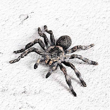 Modèle d'Action Araignée Jouet Insecte Réaliste