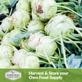 thumbnail image 6 of 2 Packs White Vienna Kohlrabi Seed - Non-GMO Heirloom Full Sun Biennial Vegetable, 6 of 6