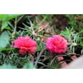 thumbnail image 6 of Seedville 100 Moss Rose 'Portulaca Grandiflora' Plant Seeds, 6 of 8