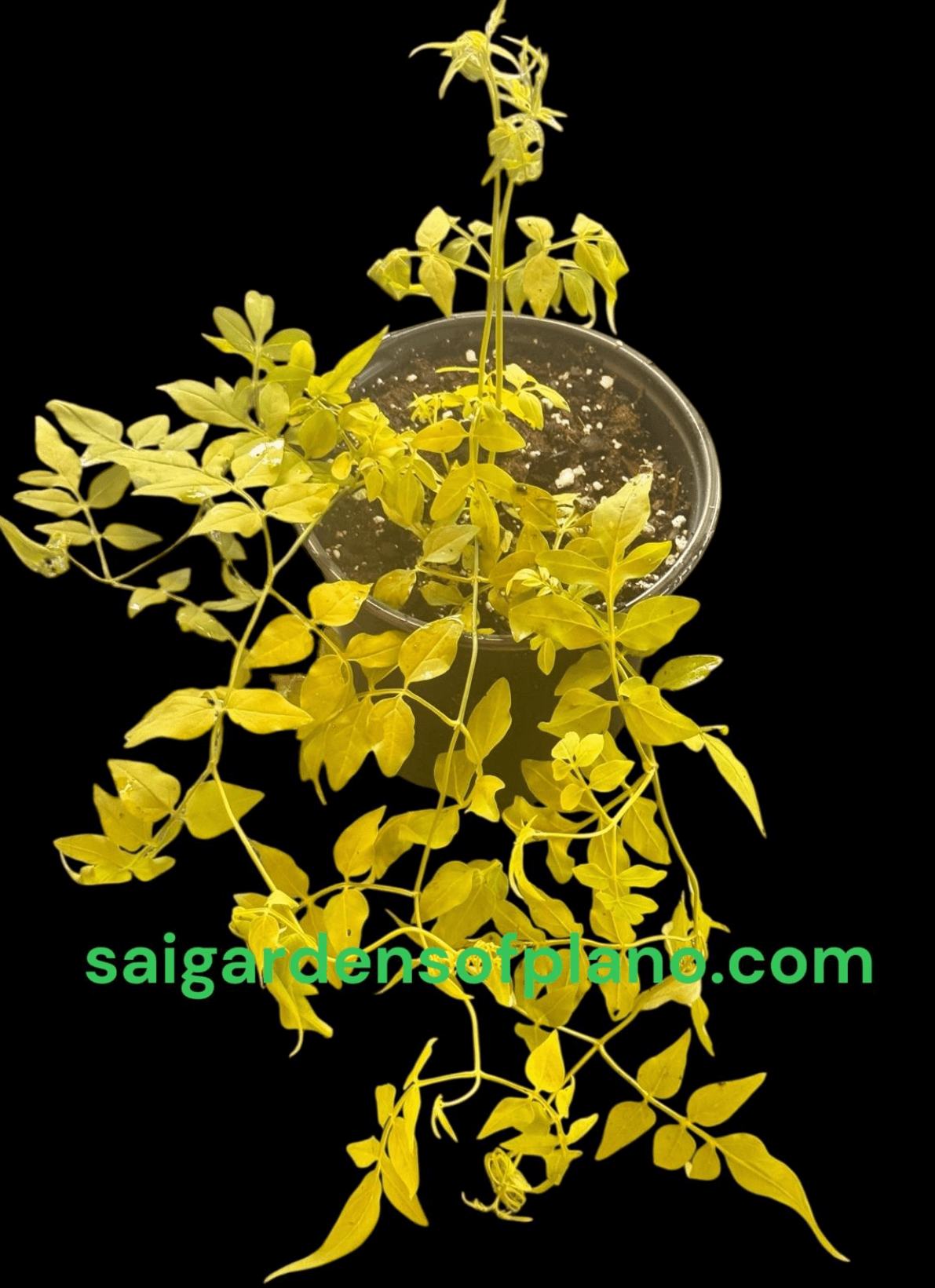 Golden Poet's Jasmine or Jasminum officinale ‘Fiona Sunrise’, 1 Count