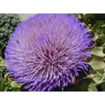 thumbnail image 4 of 75 GREEN GLOBE ARTICHOKE Cynara Scolymus Vegetable Seeds, 4 of 5