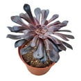 thumbnail image 5 of Aeonium Black Rose, Rare Black Rosettes Succulent - 4 inch size with Clay Pot, 5 of 5