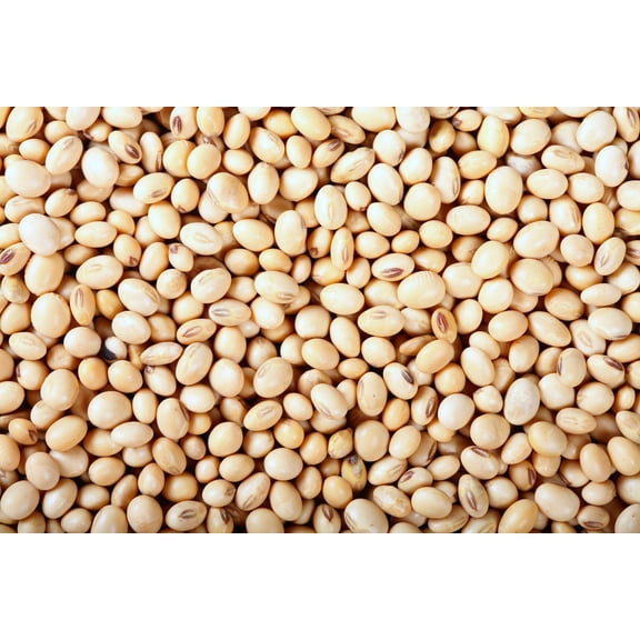 100 Seeds Texas CREAM COW PEA Southern Pea Bush Vigna Unguiculata Vegetable Seeds