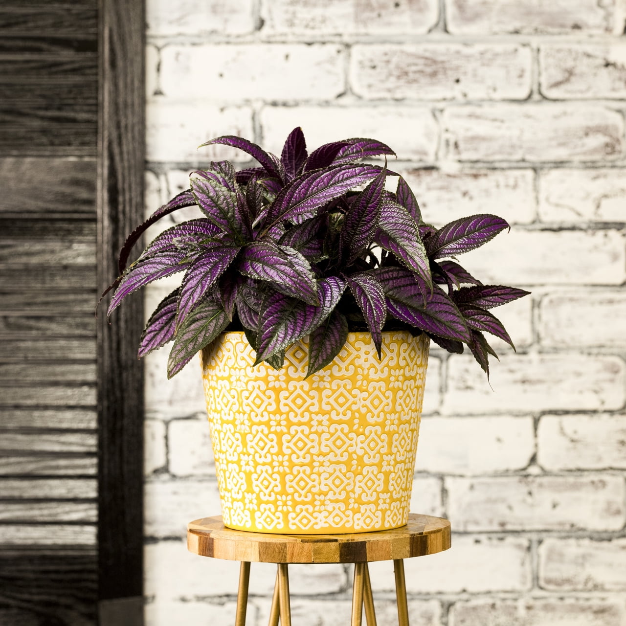 Expert Gardener 2.5QT Purple Strobilanthes Live Annual Plant Sun 3-Pack