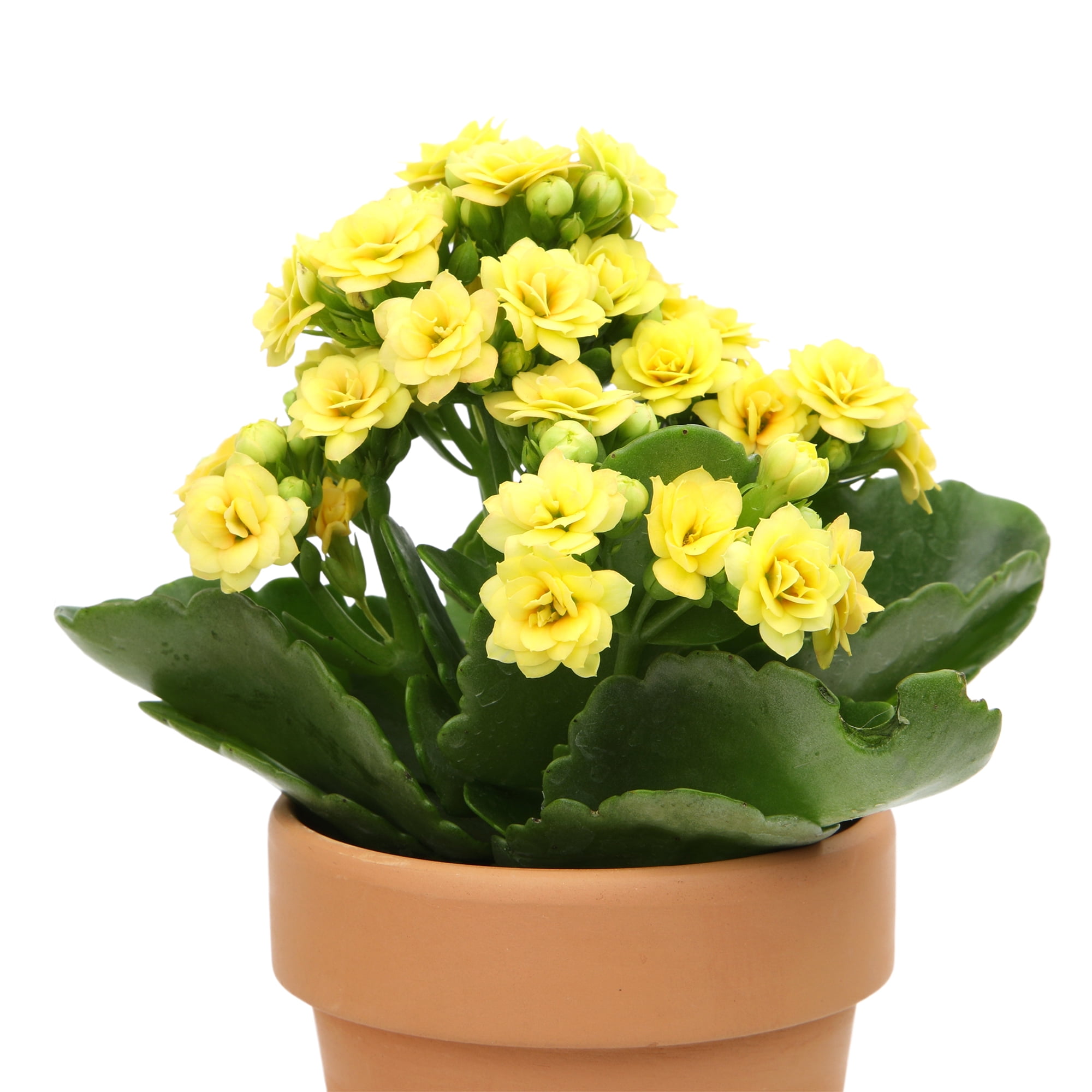 Blooming Kalanchoe Décor | 3 Live Succulent Plants in 2.5" Clay Planters | Element by Altman Plants
