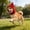 #53Red, variant on Pet Winter Windproof Hat Hood for Dogs Cats, Fleece Lining Ear Warmer with Adjustable Chin Strap, Cute Warm Cap for Cold Weather Outdoor Walks Festive Photos