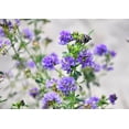 thumbnail image 7 of Alfalfa Sprouting Seeds, 1 Pound — Kosher, Sproutable, Raw, Vegan — by Food to Live, 7 of 7