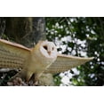 thumbnail image 5 of Hi-Line Barn Owl Flying, 30.91-inch Width, 5 of 7