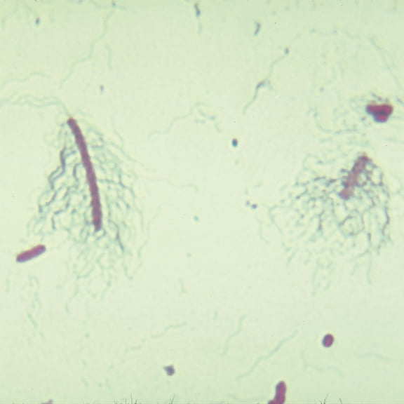Bacterial Flagella Slide, Peritrichous, W.M.