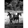 thumbnail image 2 of Alan Hausenflock 31x44 Gallery Wrapped Canvas Wall Art Titled - The Horses Three I, 2 of 4
