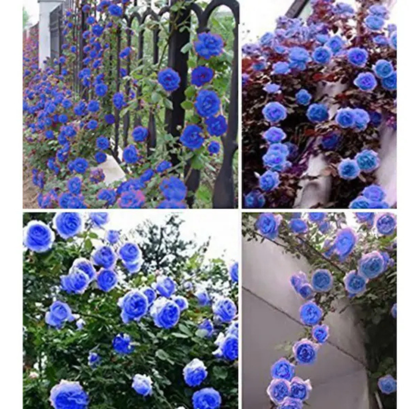 30 Blue Climbing Rose Seeds, Perennial, Authentic Seeds
