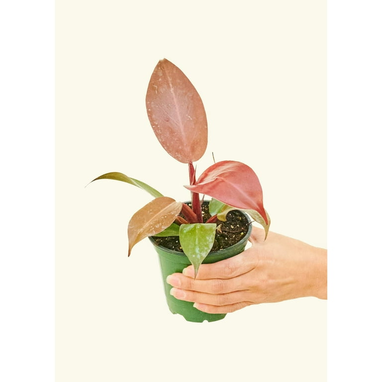 Rooted 7" Philodendron erubescens 'Imperial Red' Indoor Houseplant in 4"  Growers Pot with Free Shipping - Walmart.com