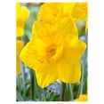 thumbnail image 2 of Yellow Dutch Master Daffodil Bulbs - 100-Pack Narcissus Trumpet Variety - 14/16cm Bulbs - Deer Resistant -Spring Flowers, 2 of 2