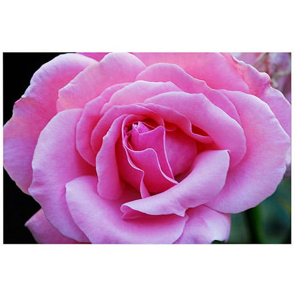 Trademark Art "Pink and Beautiful II" Canvas Art by Kurt Shaffer, 16x24