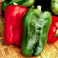 thumbnail image 2 of Big Bertha Pepper Plant - Non GMO - Two (2) Live Plants - Not Seeds - Each 4"- 7" Tall - In 3.5 inch Pots, 2 of 6