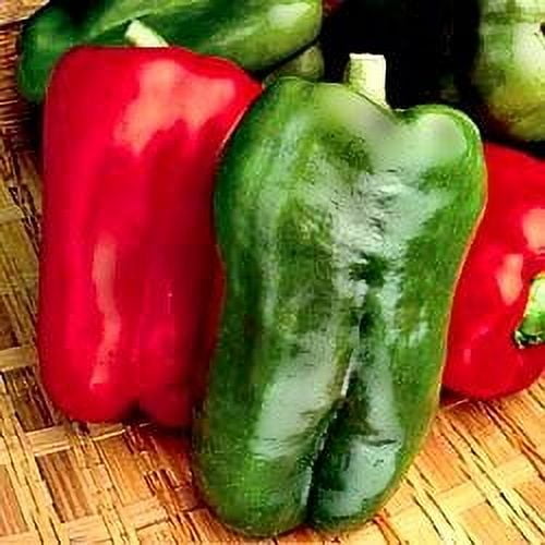 Big Bertha Red Pepper - Non-GMO - Two (2) Live Plants - Not Seeds - Each 4"-7" tall - in 3.5 Inch Pots - Includes Clovers Garden Copyrighted Plant Care Guide