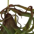 thumbnail image 3 of A&B Home 8-inch Faux Green Spider Plant Light Green, 3 of 5