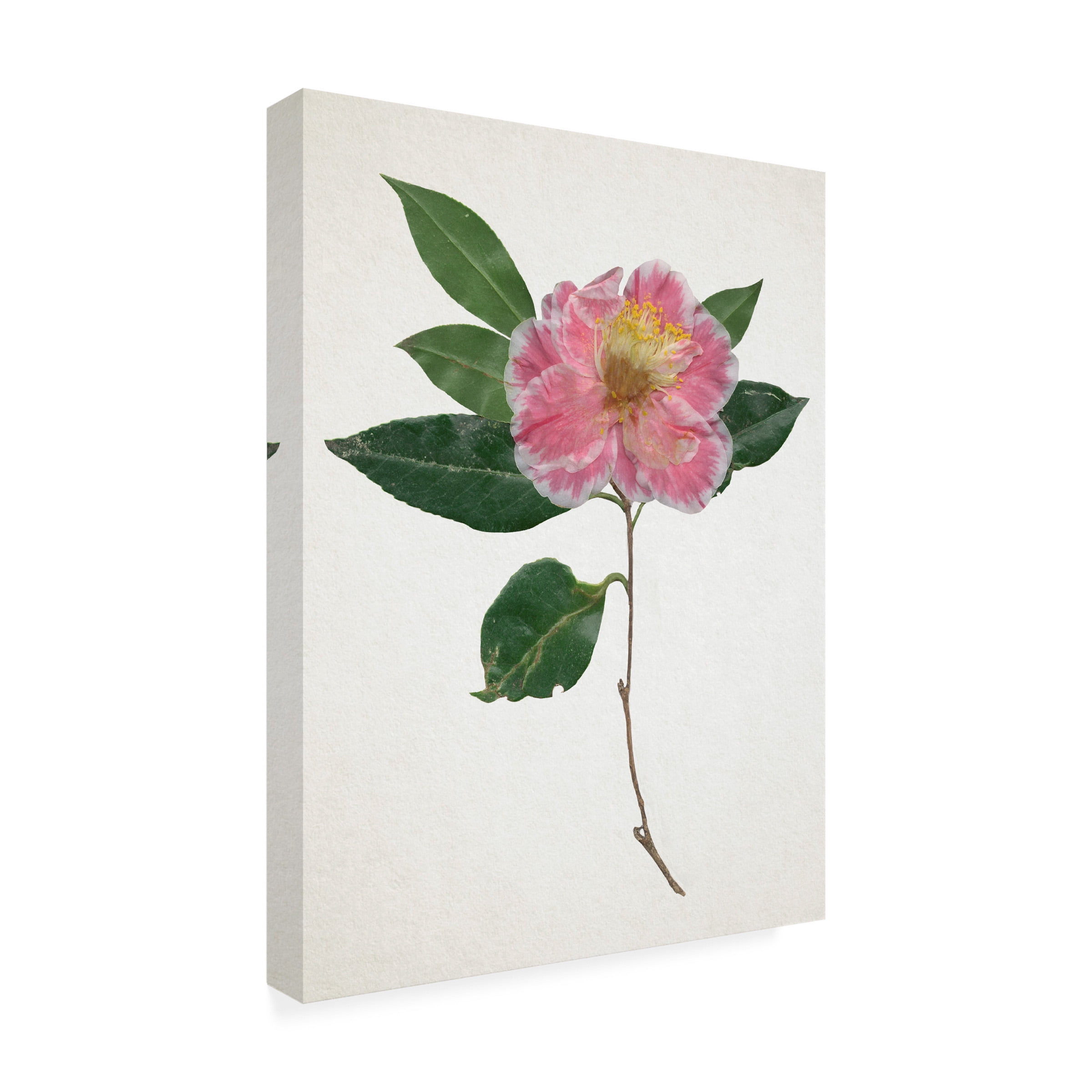 Annie Warren 'Pressed Camellia I' Canvas Art
