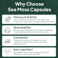 thumbnail image 6 of Organics Ocean Wild Sea Moss Supplement – 100% Organic Irish Sea Moss with Chlorella & PhytoD3(TM) – 60 Capsules – Energy & Thyroid Support, 6 of 9