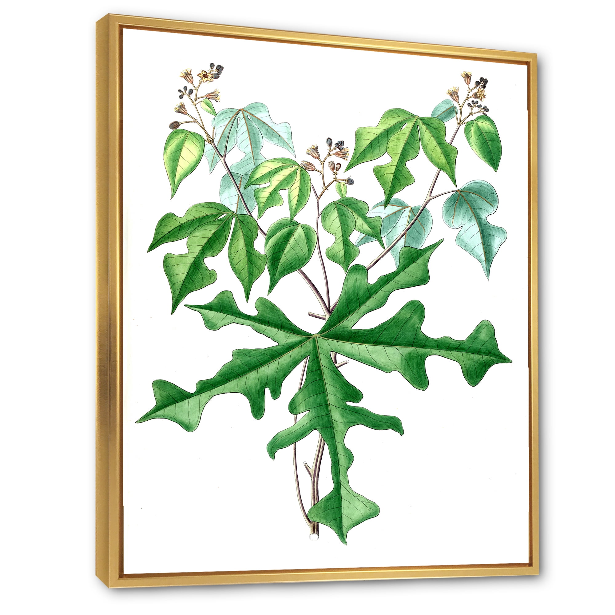 Designart 'Ancient Drawing of Wild Plants' Traditional Framed Canvas Wall Art Print