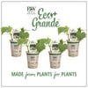 4-Pack, 4.25 in. Eco+Grande, Straight Eight (Cucumber) Live Vegetable Plant