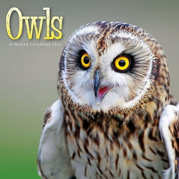 2026 Owls Wall Calendar, (Paperback)