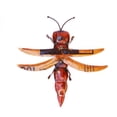 thumbnail image 6 of De Kulture Works Iron Grasshopper Wall Mount Decorative Collectible Figurine Showpiece, 6 of 6