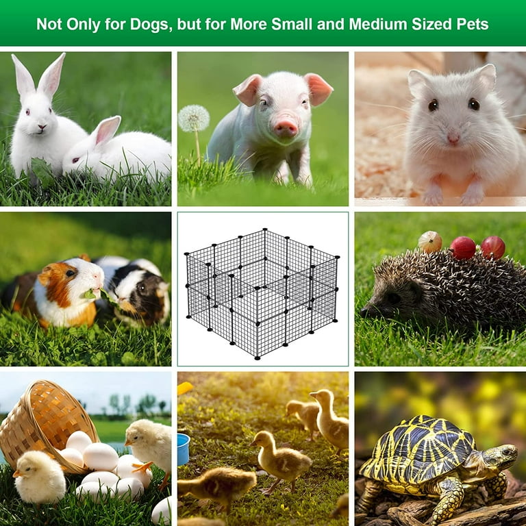 For Kids Good Small Pets To Have Easy Pets For Kids To Take Care